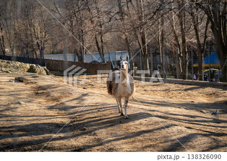 Guanaco Lama guanicoe standing in zoo enclosure on dry ground with natural light and trees in background representing South American camelid wildlife species 138326090