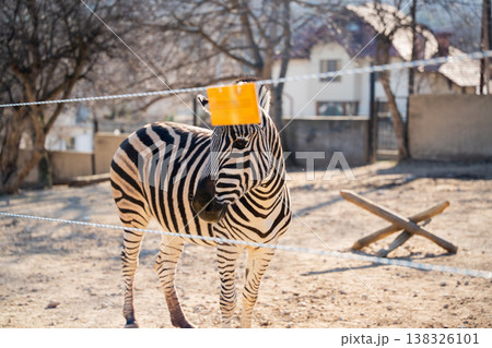 Plains zebra Equus quagga standing in zoo enclosure behind rope fence with bright striped pattern and clear view of body in sunny outdoor environment 138326101