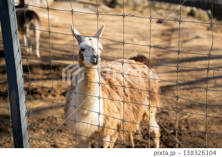 Llama Lama glama behind wire fence in zoo enclosure with shallow depth of field highlighting captivity concept and domesticated South American camelid animal Llama Lama glama behind wire fence in zoo enclosure with shallow depth of field highlighting captivity concept and domesticated South American camelid animal 138326104