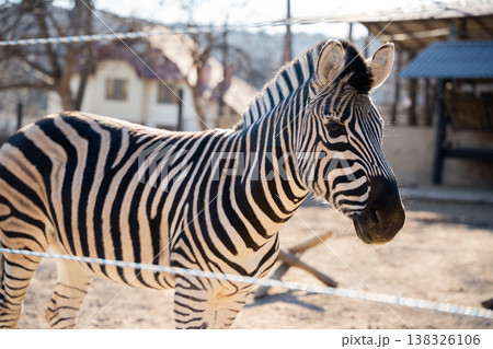 Plains zebra Equus quagga close up portrait standing in zoo enclosure with detailed striped pattern clearly visible in warm natural sunlight outdoor setting Plains zebra Equus quagga close up portrait standing in zoo enclosure with detailed striped pattern clearly visible in warm natural sunlight outdoor setting 138326106