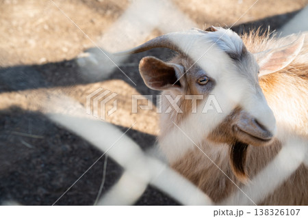 Domestic alpine goat in zoo enclosure close up portrait showing horns beard and calm expression highlighting theme of animals in captivity under sunlight 138326107