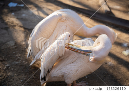 Great white pelican Pelecanus onocrotalus preening feathers with large bill in zoo enclosure under warm sunlight showing soft white plumage and natural behavior 138326110