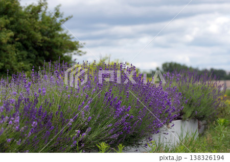Lush Blooming Lavender Bushes Under Moody Cloudy Sky in Summer Lush Blooming Lavender Bushes Under Moody Cloudy Sky in Summer 138326194