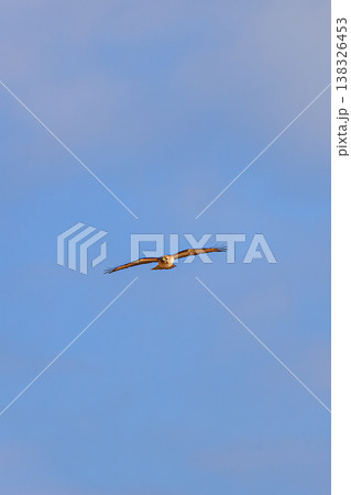 ノスリの滑空 青空に広がる翼が美しい野鳥の姿 138326453