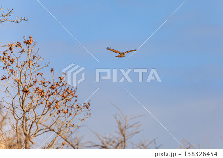 空を舞うノスリ 迫力ある飛翔シーンと広がる青空 138326454