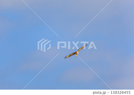ノスリの飛翔 正面から捉えた猛禽類の瞬間 138326455