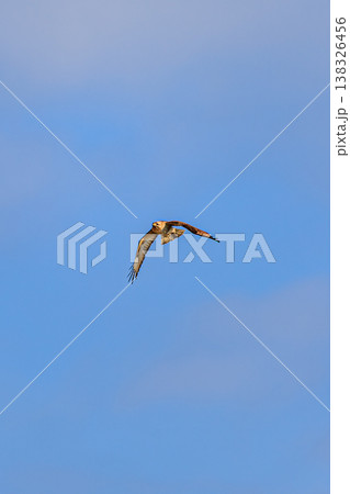 青空とノスリの滑空 自然の中の野鳥の美しい姿 青空とノスリの滑空 自然の中の野鳥の美しい姿 138326456