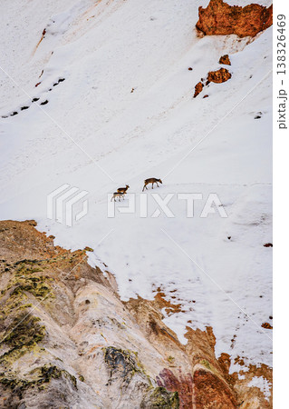 登別温泉地獄谷 噴気と雪景色の中に佇むエゾシカの風景 登別温泉地獄谷 噴気と雪景色の中に佇むエゾシカの風景 138326469
