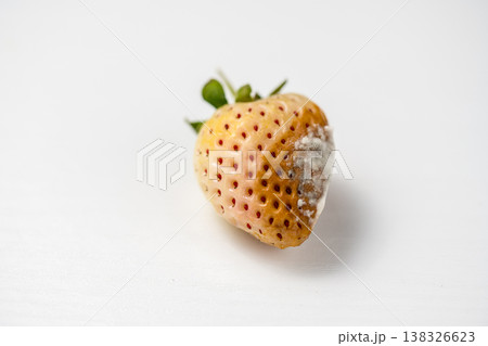 Mold infestation on white strawberry, thick fungal macro photography, food decomposition Mold infestation on white strawberry, thick fungal macro photography, food decomposition 138326623