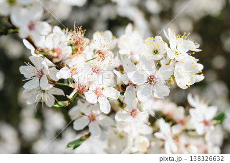 Spring cherry blossom sakura tree brunch in the sunshine day, abstract floral background Spring cherry blossom sakura tree brunch in the sunshine day, abstract floral background 138326632