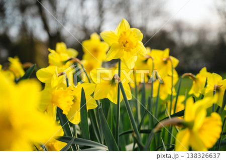Narcissus flowers. Spring yellow daffodil blossoms in spring garden, floral background Narcissus flowers. Spring yellow daffodil blossoms in spring garden, floral background 138326637