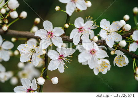 Cherry blossom branches, abstract spring floral background, wallpaper with soft focus Cherry blossom branches, abstract spring floral background, wallpaper with soft focus 138326671