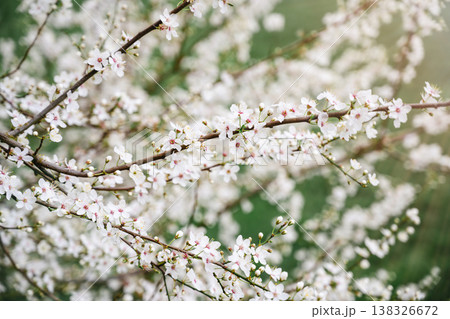 Abstract spring floral background, cherry blossom tree branches, floral wallpaper with soft focus Abstract spring floral background, cherry blossom tree branches, floral wallpaper with soft focus 138326672