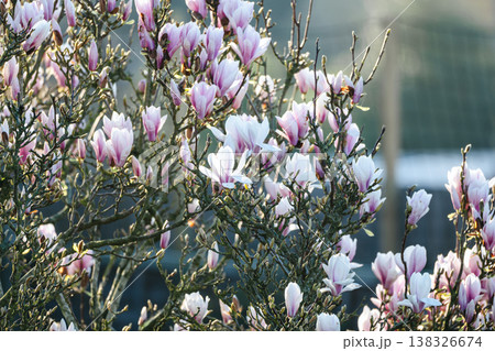 Spring floral background, blooming magnolia flowers in the morning light. Spring floral background, blooming magnolia flowers in the morning light. 138326674