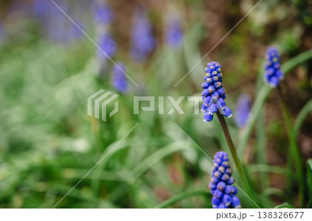 spring blue, purple small flowers. Muscari armeniacum (also known as Armenian grape hyacinth) flowers swaying in the wind in a spring day. Abstract nature concept spring blue, purple small flowers. Muscari armeniacum (also known as Armenian grape hyacinth) flowers swaying in the wind in a spring day. Abstract nature concept 138326677