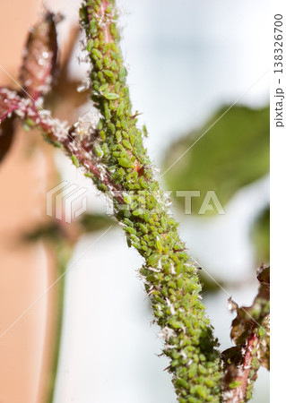 Green aphids on rose plant, tiny green flies insecticide lice Green aphids on rose plant, tiny green flies insecticide lice 138326700