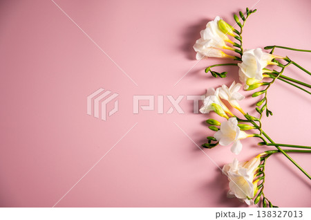 White floral spring, easter background. Freesia white flowers on pink background, flat lay with copy space White floral spring, easter background. Freesia white flowers on pink background, flat lay with copy space 138327013