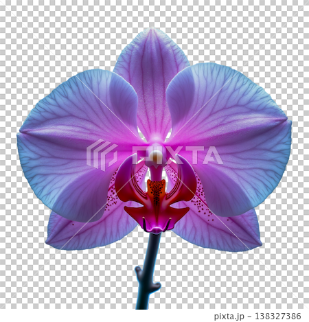 Beautiful pink and blue orchid flower with delicate veins and intricate center. Beautiful pink and blue orchid flower with delicate veins and intricate center. 138327386