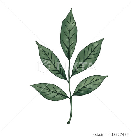 Green leafy branch with multiple leaves featuring detailed veins and natural textures. 138327475