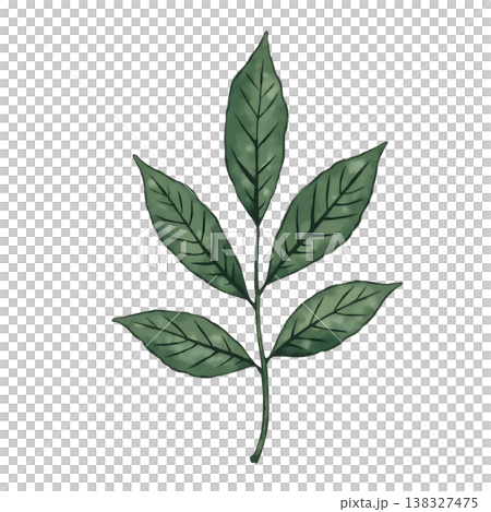 Green leafy branch with multiple leaves featuring detailed veins and natural textures. 138327475