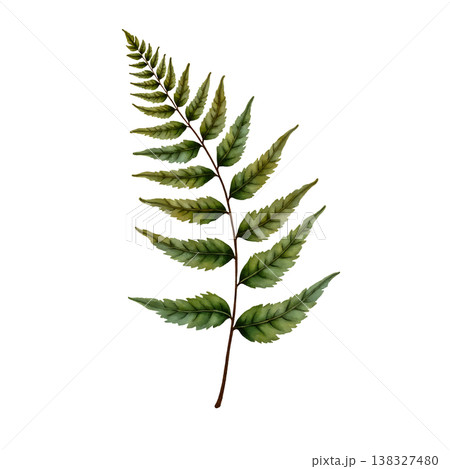 Green watercolor fern leaf branch botanical illustration for garden and nature design art. Green watercolor fern leaf branch botanical illustration for garden and nature design art. 138327480