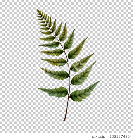 Green watercolor fern leaf branch botanical illustration for garden and nature design art. Green watercolor fern leaf branch botanical illustration for garden and nature design art. 138327480
