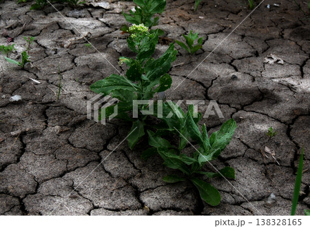 Clods of dry ground with growing germs close up  138328165