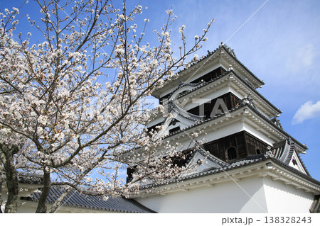 愛媛県大洲市 桜と大洲城 愛媛県大洲市 桜と大洲城 138328243
