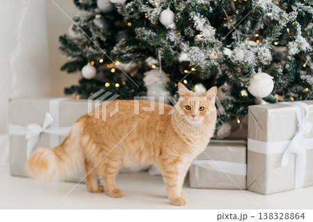 Cute ginger Siberian cat is standing near the Christmas tree with gifts. 138328864