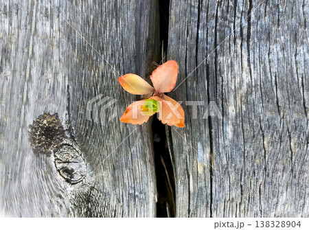Orchid flower on a wooden fence Orchid flower on a wooden fence 138328904