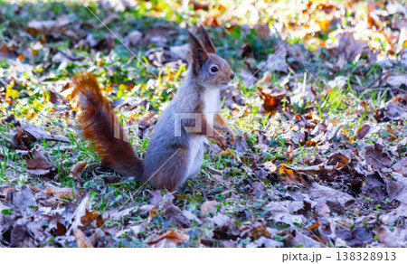 A fluffy squirrel with a fluffy tail stands on its hind legs on the ground. A fluffy squirrel with a fluffy tail stands on its hind legs on the ground. 138328913