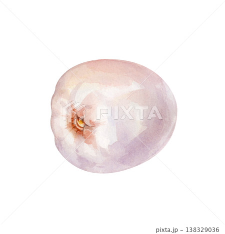 Peeled lychee fruit pulp, hand drawn watercolor illustration isolated on white background. Exotic element for tropical juice or sweets packaging Peeled lychee fruit pulp, hand drawn watercolor illustration isolated on white background. Exotic element for tropical juice or sweets packaging 138329036