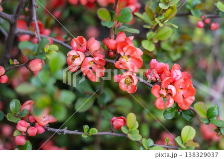Chaenomeles japonica buds and blossoms on branches with soft natural background bokeh. Early flowering stage, horticultural detail, spring vegetation and ornamental garden design context Chaenomeles japonica buds and blossoms on branches with soft natural background bokeh. Early flowering stage, horticultural detail, spring vegetation and ornamental garden design context 138329037