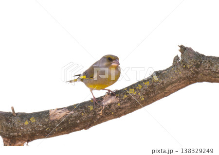 A photo of a common greenfinch bird A photo of a common greenfinch bird 138329249