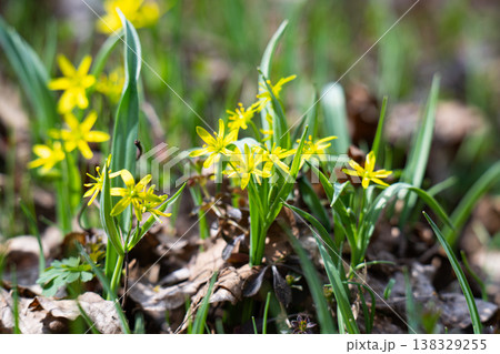 goose onion flowers in the forest in early spring goose onion flowers in the forest in early spring 138329255