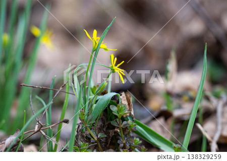 goose onion flowers in the forest in early spring goose onion flowers in the forest in early spring 138329259