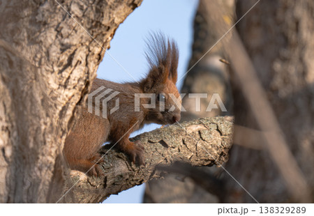 squirrel on a tree in early spring 138329289