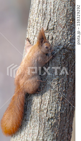 squirrel on a tree in early spring 138329292