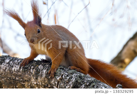squirrel on a tree in early spring squirrel on a tree in early spring 138329295