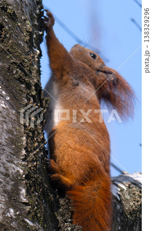 squirrel on a tree in early spring squirrel on a tree in early spring 138329296