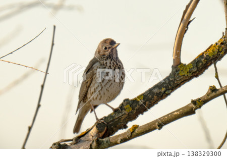 song thrush on a branch on a spring day 138329300