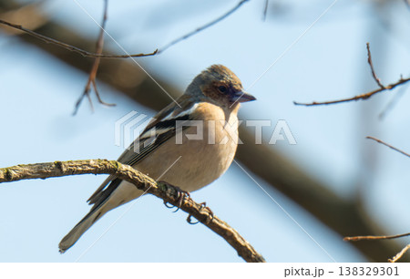 chaffinch on a branch on a spring day 138329301