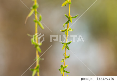 willow tree blossoming in early spring willow tree blossoming in early spring 138329310