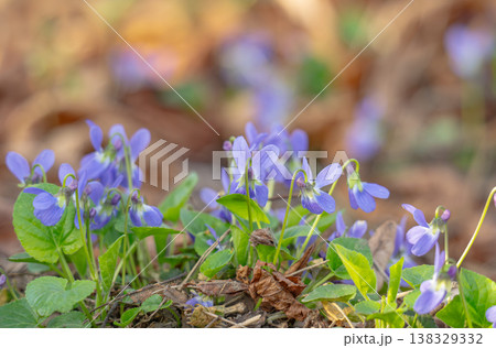 violets in a meadow in spring violets in a meadow in spring 138329332
