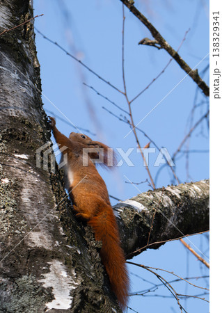 squirrel on a tree in early spring squirrel on a tree in early spring 138329341