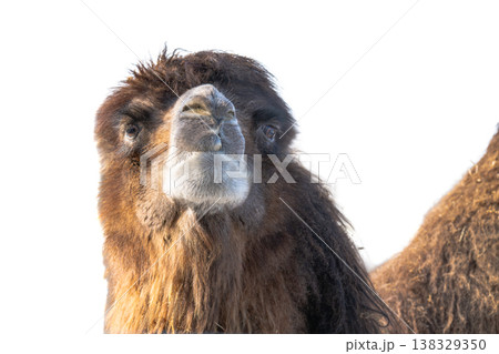 camel isolated on a white background 138329350