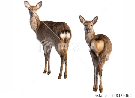 deer isolated on a white background deer isolated on a white background 138329360