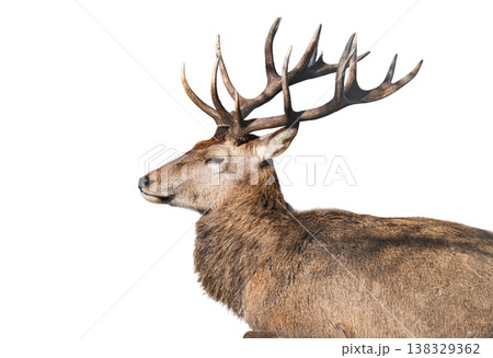 deer isolated on a white background 138329362