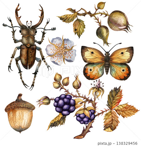 Beetle, acorn, blackberry, butterfly, flower. A set of botanical isolated watercolor illustration Beetle, acorn, blackberry, butterfly, flower. A set of botanical isolated watercolor illustration 138329456