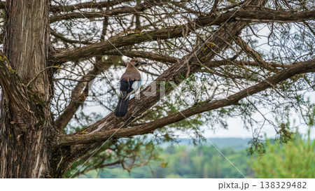 Eurasian jay, garrulus glandarius, sitting on top of old tree branch. Interested wild bird with brown and turquoise plumage from side view in nature. 138329482